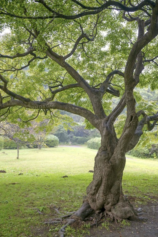 Smooth japanese maple (Acer palmatum), Tokyo Botanical Garden, Tokyo, Honshu, Japan