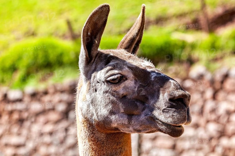 Close-up of a llama with a thoughtful look in front of a grassy background, The llama in the Andes of Peru (Llama glama)