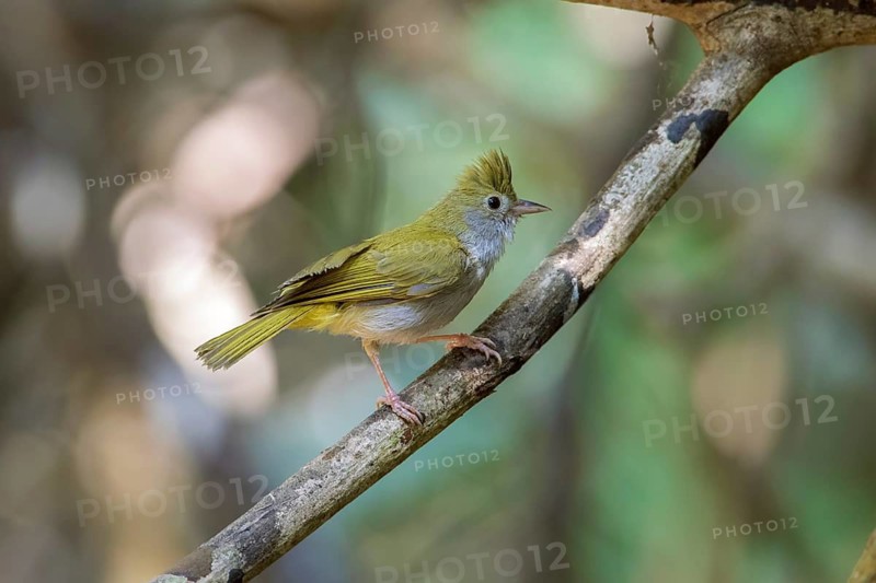 White-bellied Erpornis (Erpornis zantholeuca) perched on branch, Di Linh, Vietnam