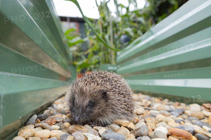 European hedgehog (Erinaceus europaeus) adult animal walking on shingle between two garden raised beds, Suffolk, England, United Kingdom
