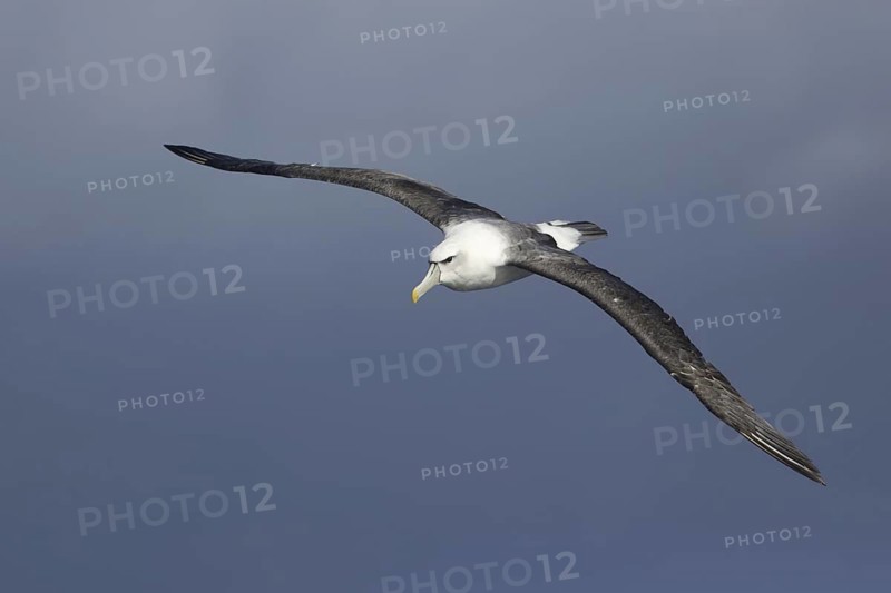 Shy Albatross (Thalassarche cauta) flying, Victoria, Australia