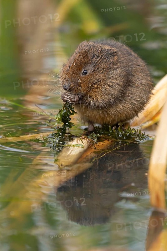 Water vole (Arvicola amphibius) adult rodent animal feeding on pond weed in summer, RSPB Minsmere nature reserve, Suffolk, England, United Kingdom