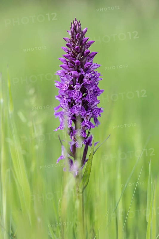 Moorland spotted orchid (Dactylorhiza maculata), Emsland, Lower Saxony, Germany