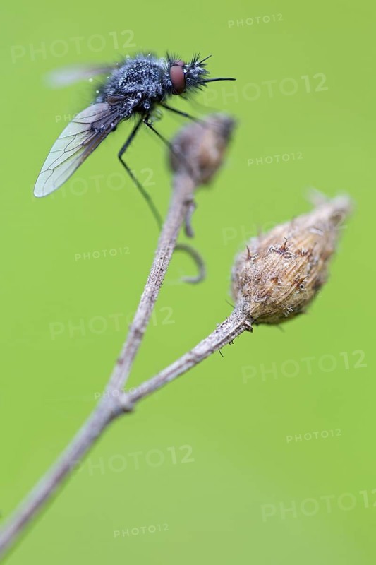 Black woolly hoverfly, bumblebee hoverfly, mourning fly, insect, close-up, (Bombylella atra), family of diptera, Lobau, Vienna, Donaustadt, Vienna, Austria