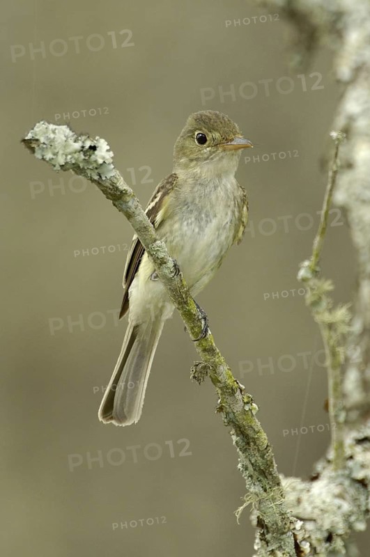 Acadian Flycatcher (Empidonax virescens), Texas, USA