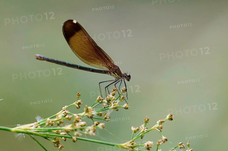 Close up of a zygoptera perched gracefully on a delicate plant near a serene river. Its transparent wings shimmer, capturing the essence of calm and natural beauty