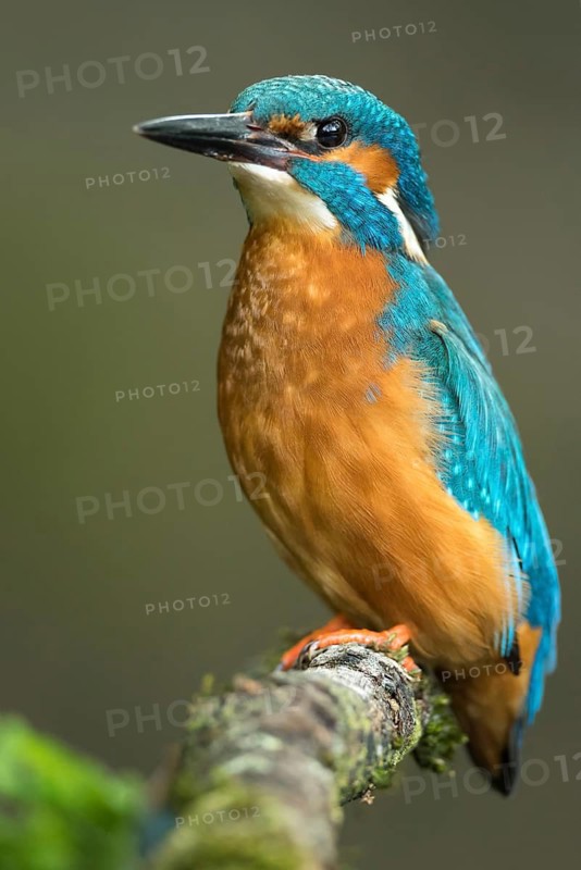 Common Kingfisher (Alcedo atthis) male perched on a branch, Lower Saxony, Germany