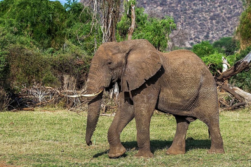 African elephant, (Loxodonta africana), Rift Valley, Kenya