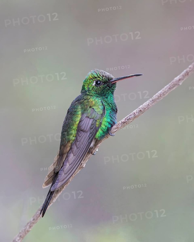 Cuban Emerald (Chlorostilbon ricordii) male perched on a branch, Cuba
