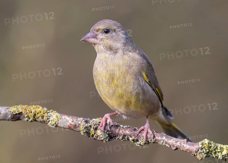 European Greenfinch (Chloris chloris) female perched on a branch, Lower Saxony, Germany