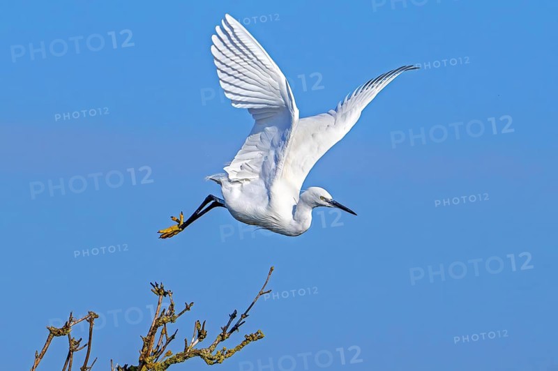 Little egret (Egretta garzetta) in flight, taking off from tree in late winter, early spring