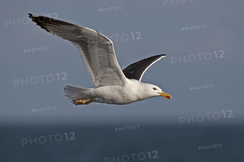 Lesser Black-backed Gull (Larus fuscus) flying, North Sea, Germany