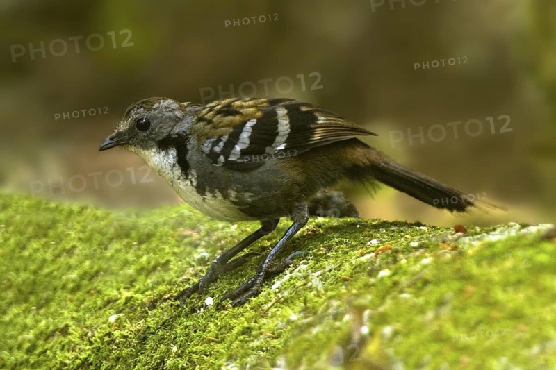 Australian Logrunner (Orthonyx temminckii) male, Queensland, Australia