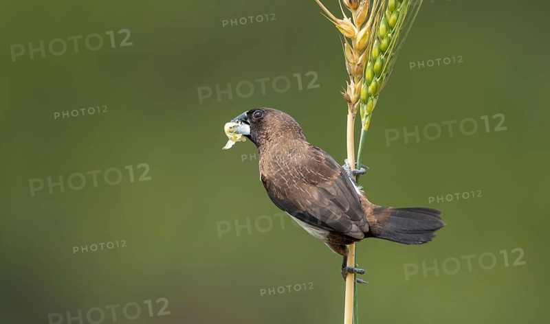 White-rumped Munia (Lonchura striata) feeding on a wheat grain in a natural field, Sreepur, Gazipur, Bangladesh