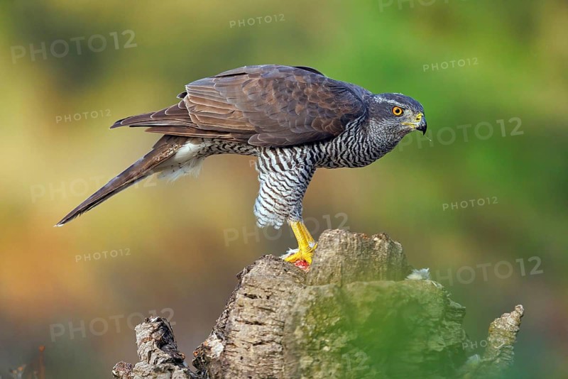 Northern northern goshawk (Accipiter gentilis), Autour des palombes, Hides De Calera / Goshawk Hide, Calera Y Chozas, Castilla La Mancha / Toledo, Spain