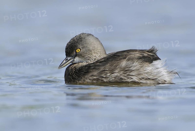 Least Grebe (Tachybaptus dominicus), Texas, USA