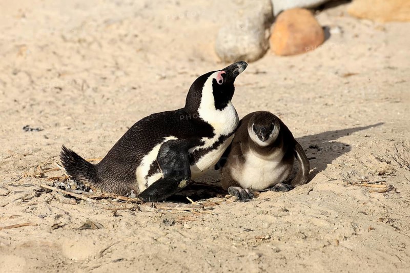 African penguin (Spheniscus demersus), adult, juvenile, chick, nest, beach, Boulders Beach, Simonstown, Western Cape, South Africa, Africa, Germany