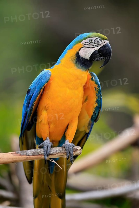 Yellow-breasted Macaw (Ara ararauna), adult, on wait, South America