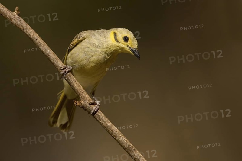 Yellow-tinted Honeyeater (Ptilotula flavescens), Western Australia, Australia