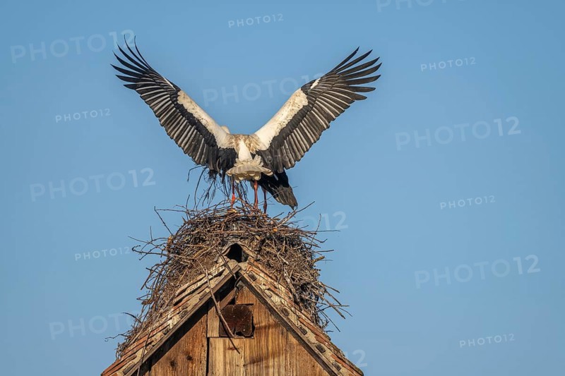 Two white storks (ciconia ciconia) at the start of the nesting season. One is on the nest while the other is fetching branches in flight. Muttersholtz, Bas Rhin, Alsace, France
