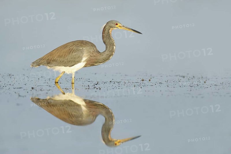 Tricolored Heron (Egretta tricolor), Florida, USA