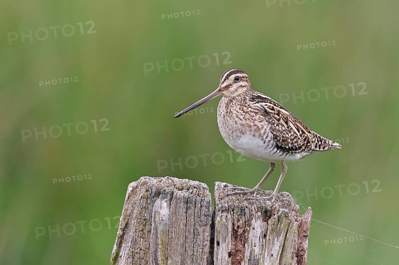 Snipe (Gallinago gallinago), standing on fence post of a pasture, on moorland, snipe birds, wildlife, nature photography, Ochsenmoor, Naturpark Dümmer See, Hüde, Lower Saxony, Germany