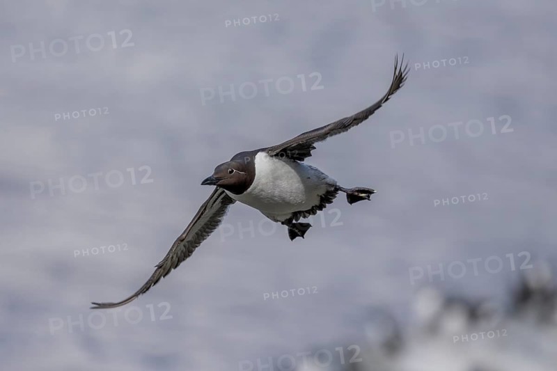 Common guillemot (Uria aalge), in flight, Hornoya, Varangerfjord, Norway
