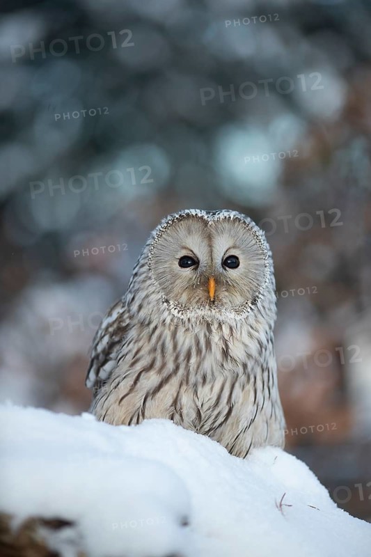 Ural Owl (Strix uralensis), captive, Germany