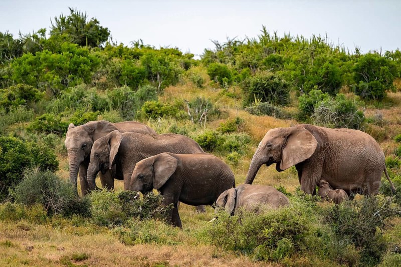 African elephant (Loxodonta africana), Addo Elephant National Park, Eastern Cape, South Africa