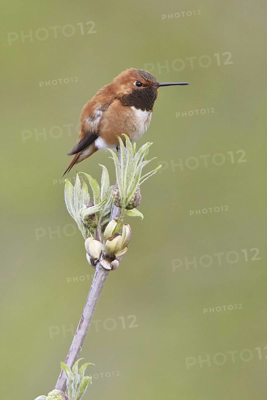 Rufous Hummingbird (Selasphorus rufus), British Columbia, Canada