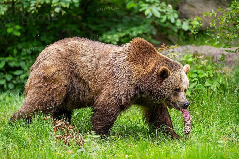 Eurasian brown bear (Ursus arctos arctos) walking on a meadow, Bavarian Forest, Bavaria, Germany