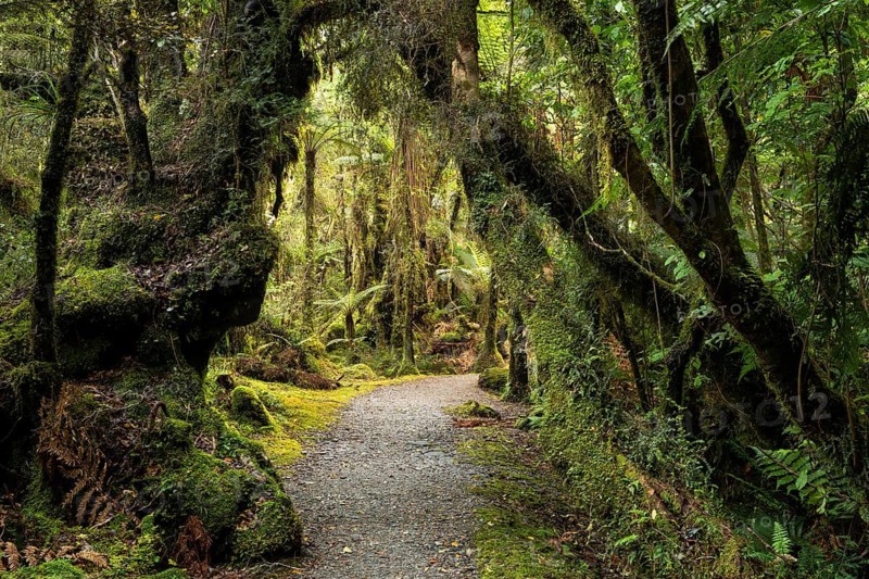Hiking trail through a wooded landscape with ferns and mosses. Minnehaha Walk, Fox Glacier Area, Westland Tai Poutini National Park, West Coast, South Island, New Zealand