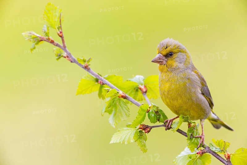 Grünfink, Grünling, Greenfinch, European Greenfinch, Western Greenfinch, Carduelis chloris, Chloris chloris, Verdier d'Europe, Verdier, Verderón Común