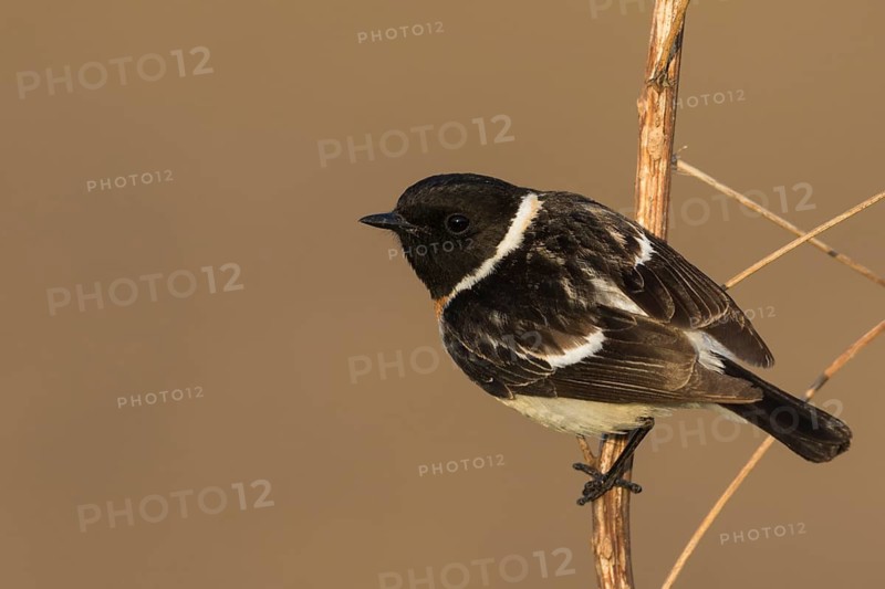Siberian Stonechat - Pallasschwarzkehlchen - Saxicola maurus, Russia (Ural), adult male