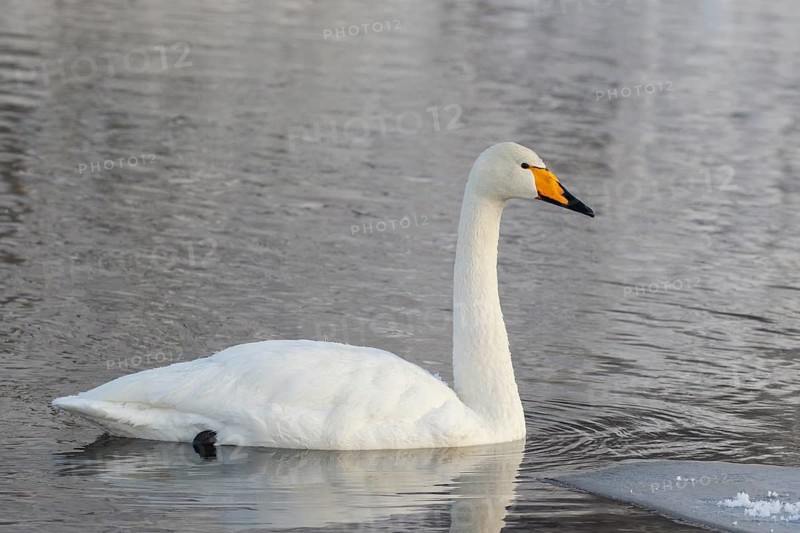 Whooper Swan (Cygnus cygnus), Finland