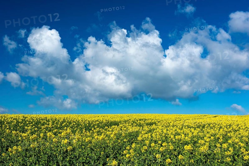 Rape field with blue sky and clouds, Rügen, Bergen, Mecklenburg-Western Pomerania, Germany