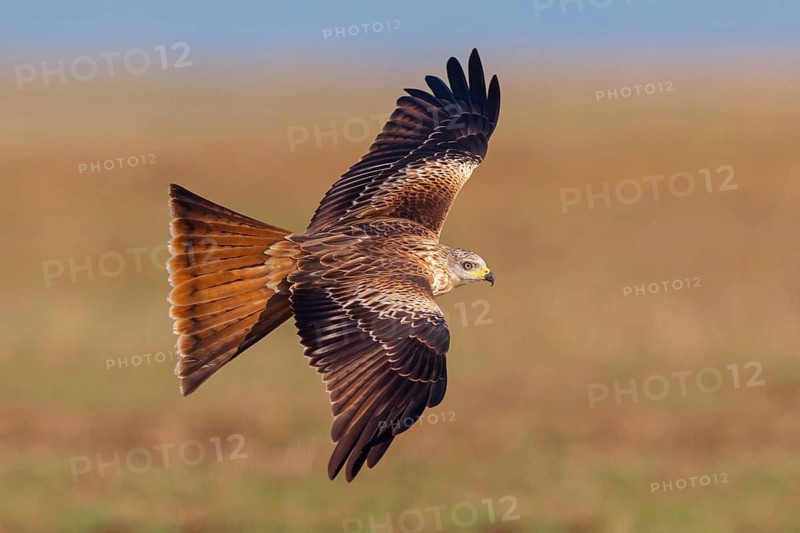 Red Kite, Red Kite, Montagu's Harrier, (Milvus milvus), King Harrier, bird of prey, flight photo, Hides De Calera / Steppe Raptors, Calera Y Chozas, Castilla La Mancha / Toledo, Spain