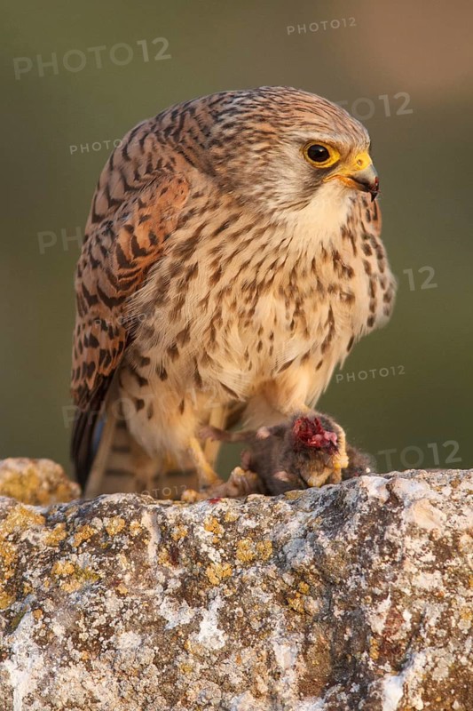 Lesser Kestrel (Falco naumanni), female eating a mouse, Castile-La Mancha, Spain