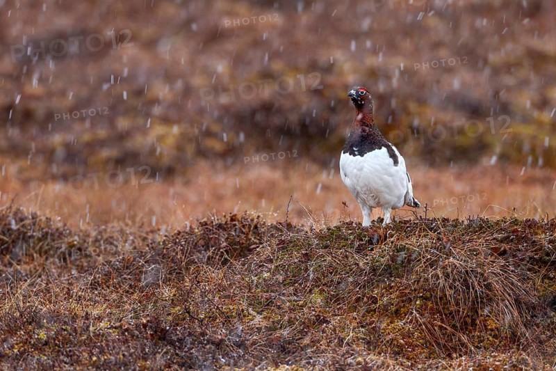 A grouse (Lagopus lagopus) male stands on a hill in the tundra in the snowfall, snowfall, snowflakes, winter, snow, cold, mating season, Sweden