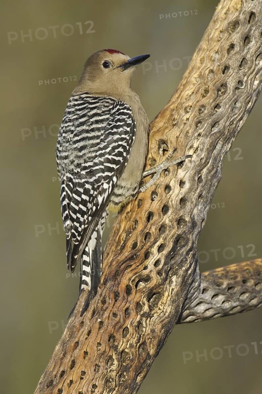 Gila Woodpecker (Melanerpes uropygialis), Arizona, USA