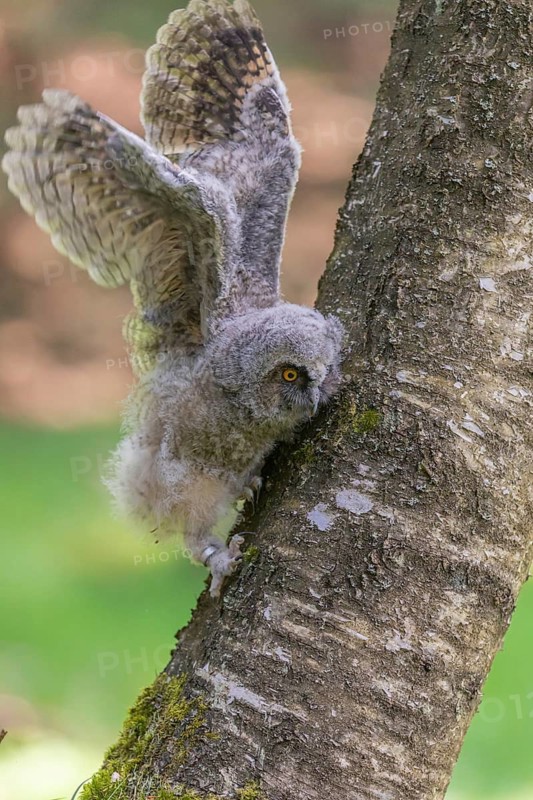 One young long-eared owl (Asio otus), sitting on a branch of a tree. Green vegetation in the background
