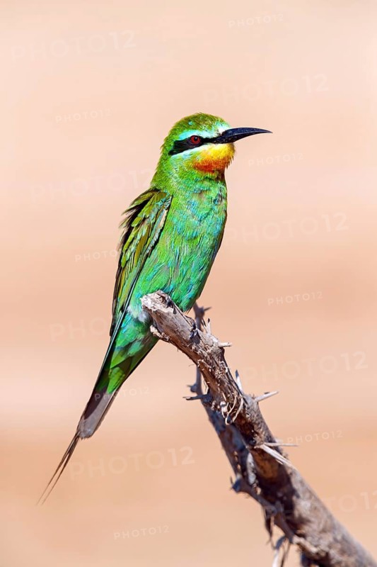 Blue-cheeked Bee-eater, (Merops persicus), family of bee-eaters, bird on perch, Al Mughsyal, Salalah, Dhofar, Oman