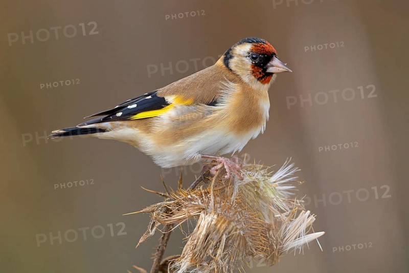 Goldfinch, goldfinch, (Carduelis carduelis), biotope, habitat, foraging, perch, Worms, Rhineland-Palatinate, Germany