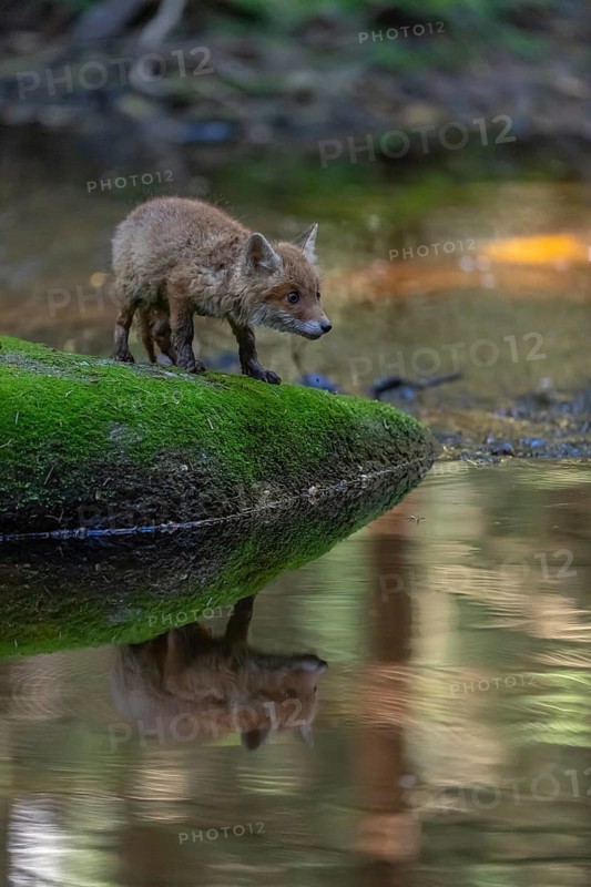 One young red fox, Vulpes vulpes, walking over a mossy rock in a shallow forest creek in late light. Searching for food