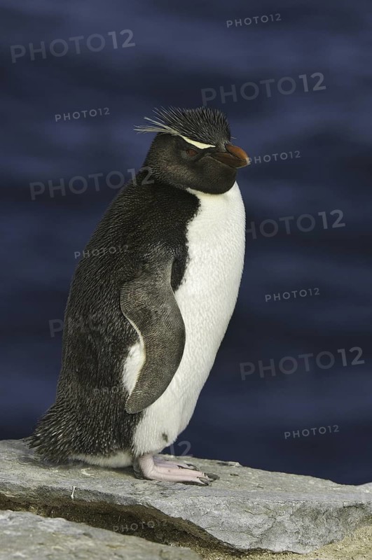 Southern Rockhopper Penguin (Eudyptes chrysocome), Falkland Islands