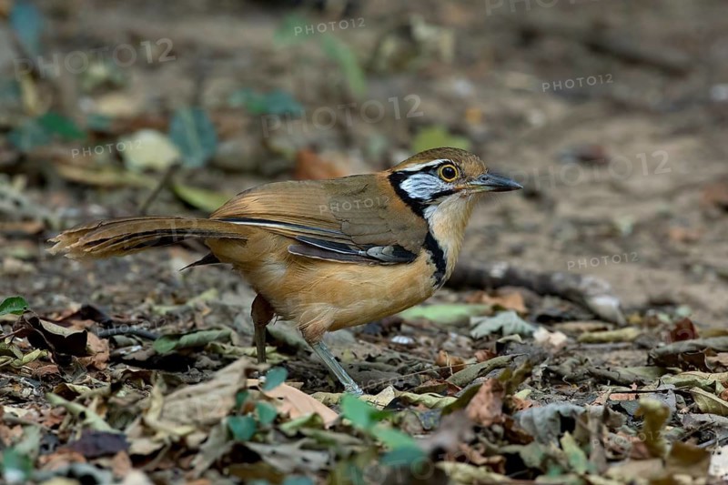 Greater Necklaced Laughingthrush (Garrulax pectoralis), Kaeng Krachan, Thailand