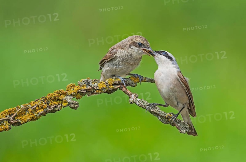 Red-backed Shrike (Lanius collurio) female feeding young, Aosta Valley, Italy