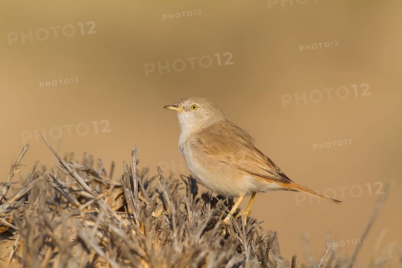Asian Desert Warbler - Wüstengrasmücke - Sylvia nana, Oman