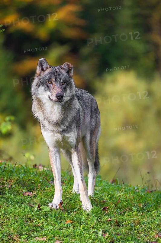 A eurasian gray wolf (Canis lupus lupus) stands on a meadow on a hill with a colourful foliage in the background