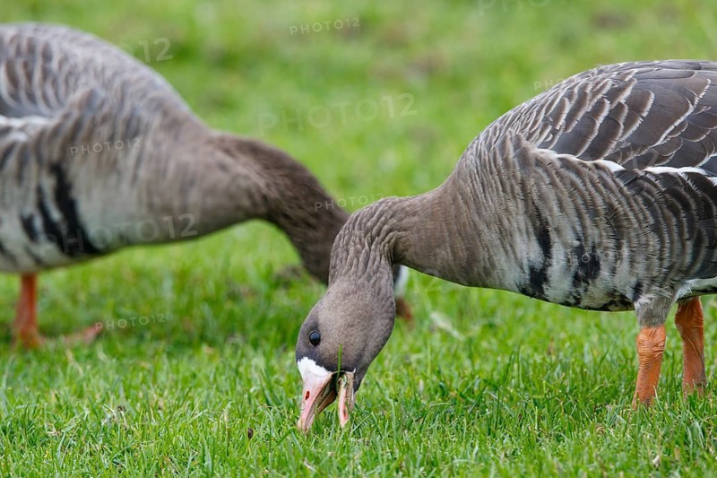 Greater White-fronted Goose (Anser albifrons) foraging, North Rhine-Westphalia, Germany